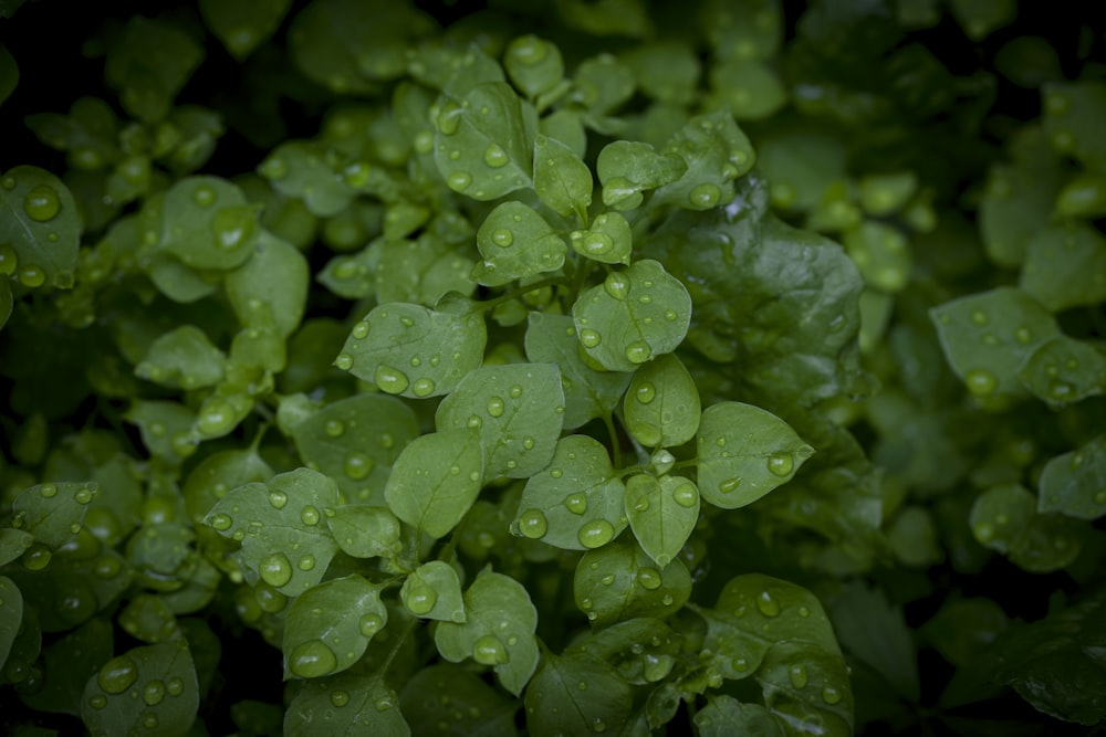 un manojo de hojas verdes con gotas de agua en ellas