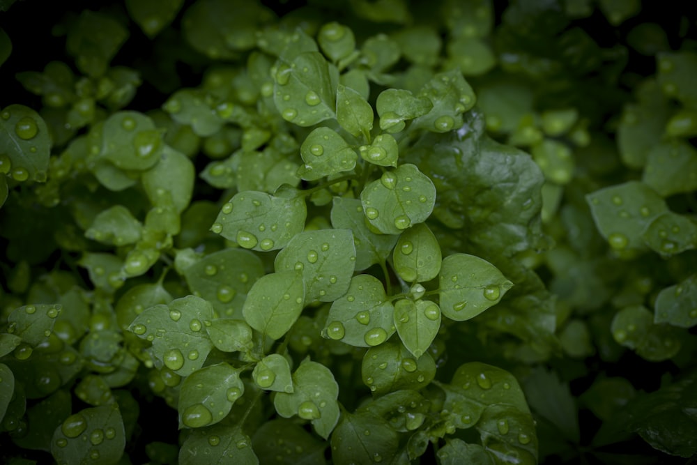 a bunch of green leaves with water droplets on them