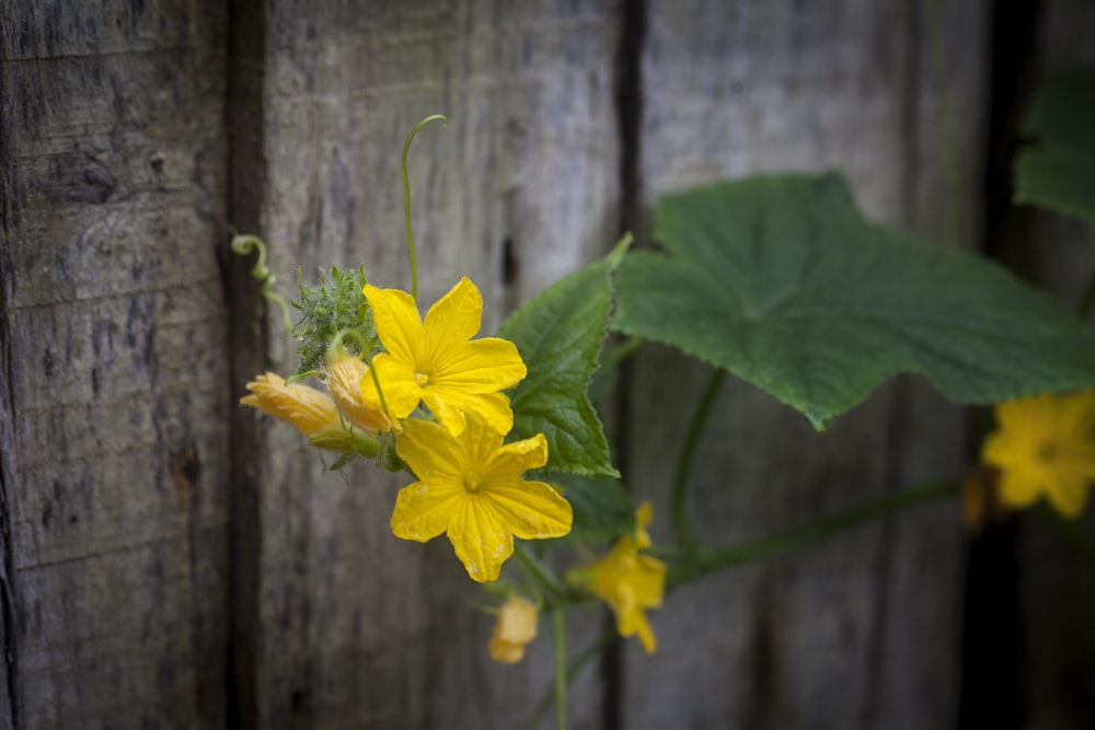 a close up of a yellow flower near a wooden fence