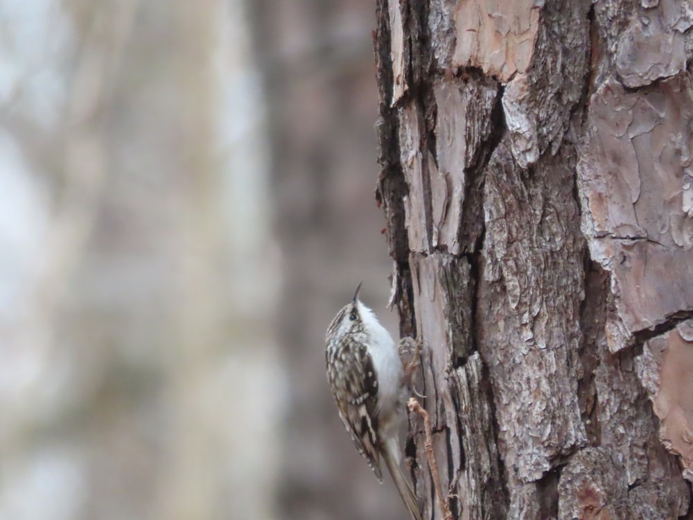 Un pequeño pájaro parado al lado de un árbol