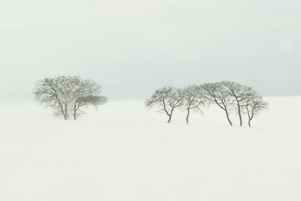 quelques arbres qui sont dans la neige