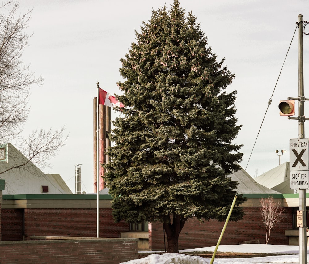 a large evergreen tree in front of a building