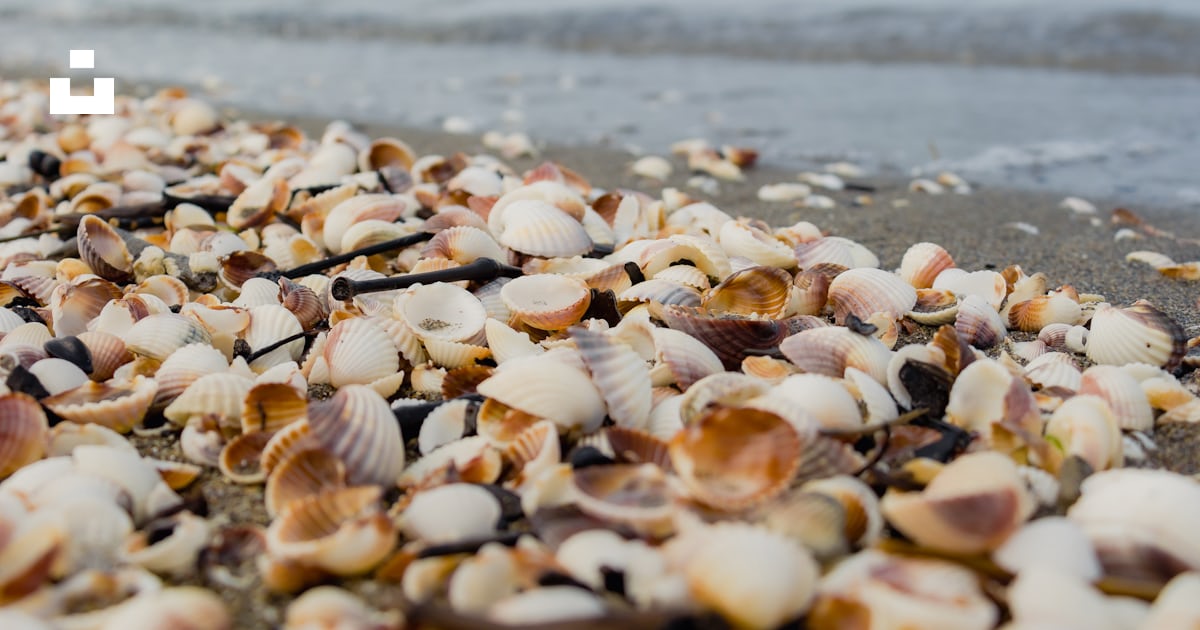 A beach covered in lots of shells under a blue sky photo – Free متل قو ...