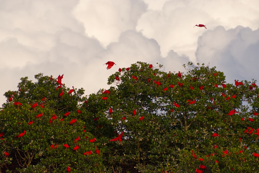 a flock of birds flying over a tree filled with red flowers