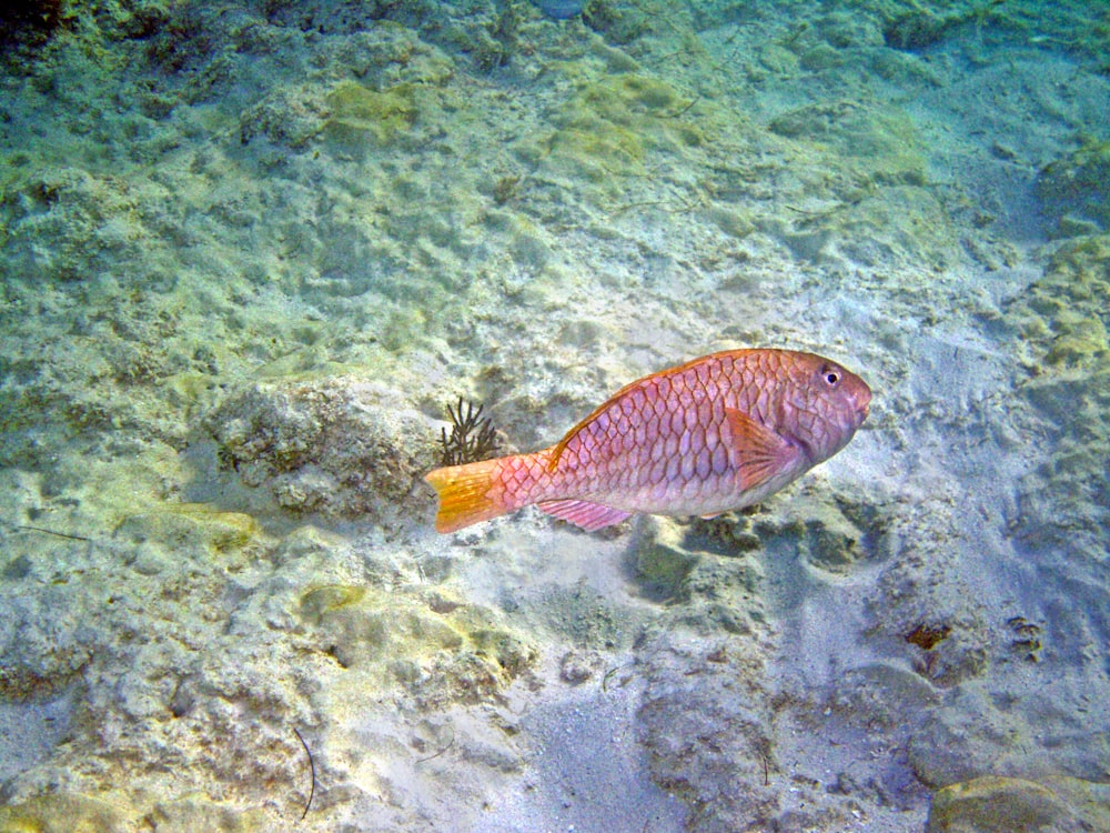 ein Fisch, der in irgendeinem Wasser schwimmt