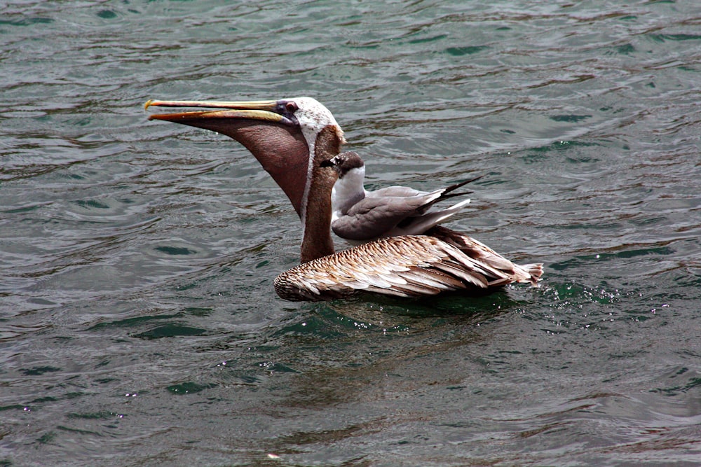 a pelican with a fish in it's mouth floating in the water
