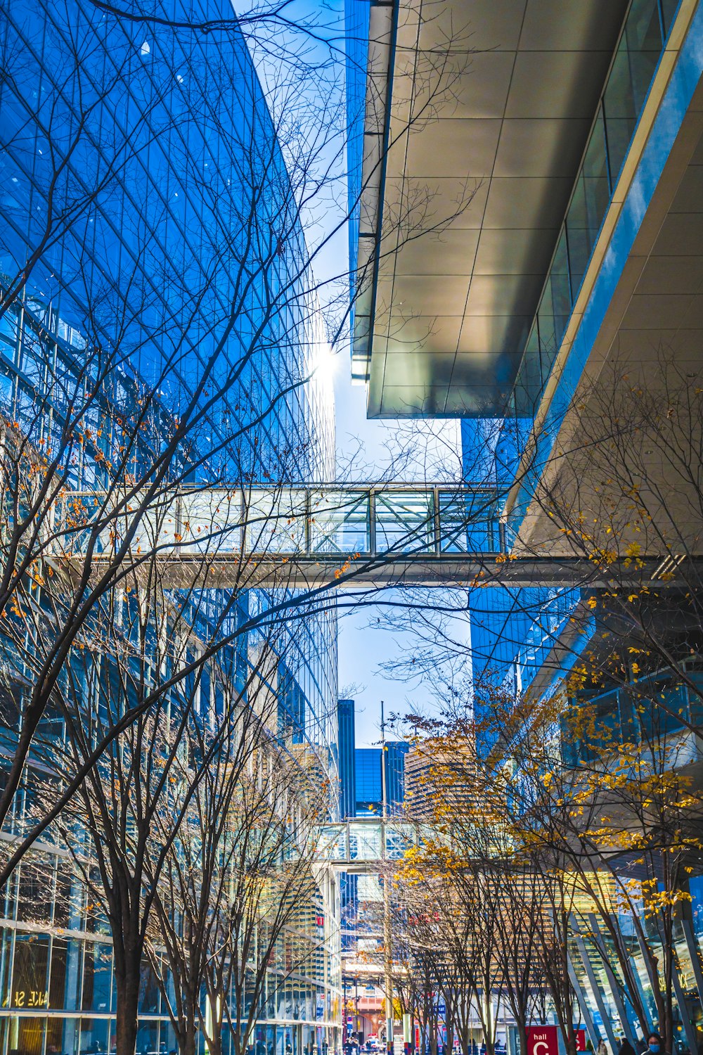 Une rue de la ville bordée de grands immeubles et d’arbres