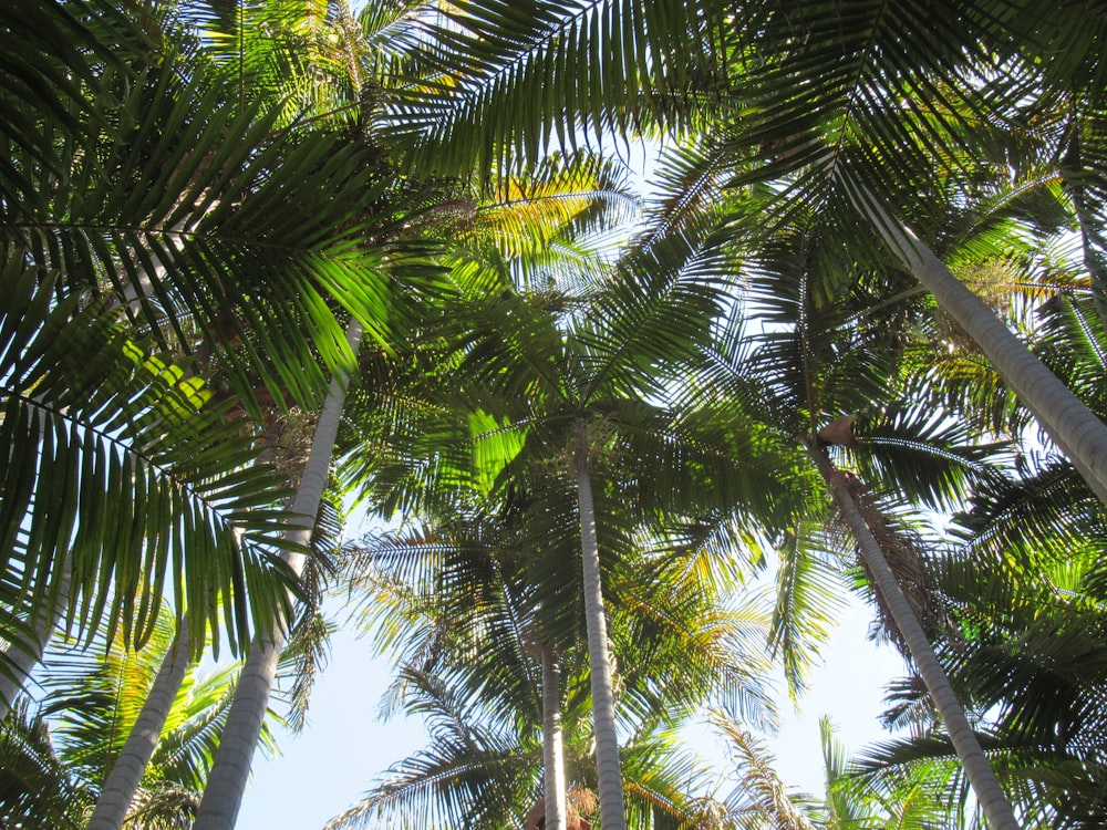 a group of palm trees with a blue sky in the background