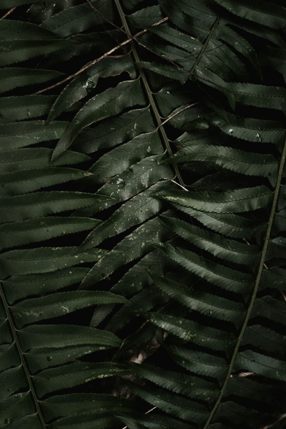 a close up of a plant with lots of leaves