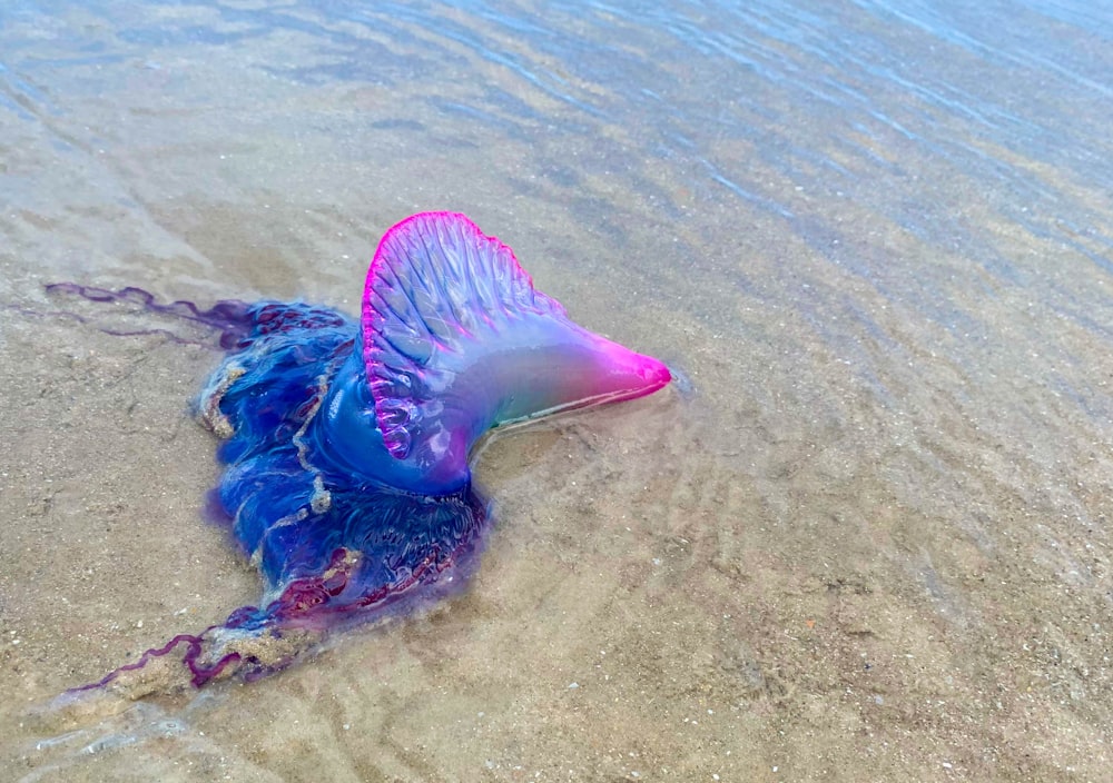 a jellyfish on the beach with its head in the water