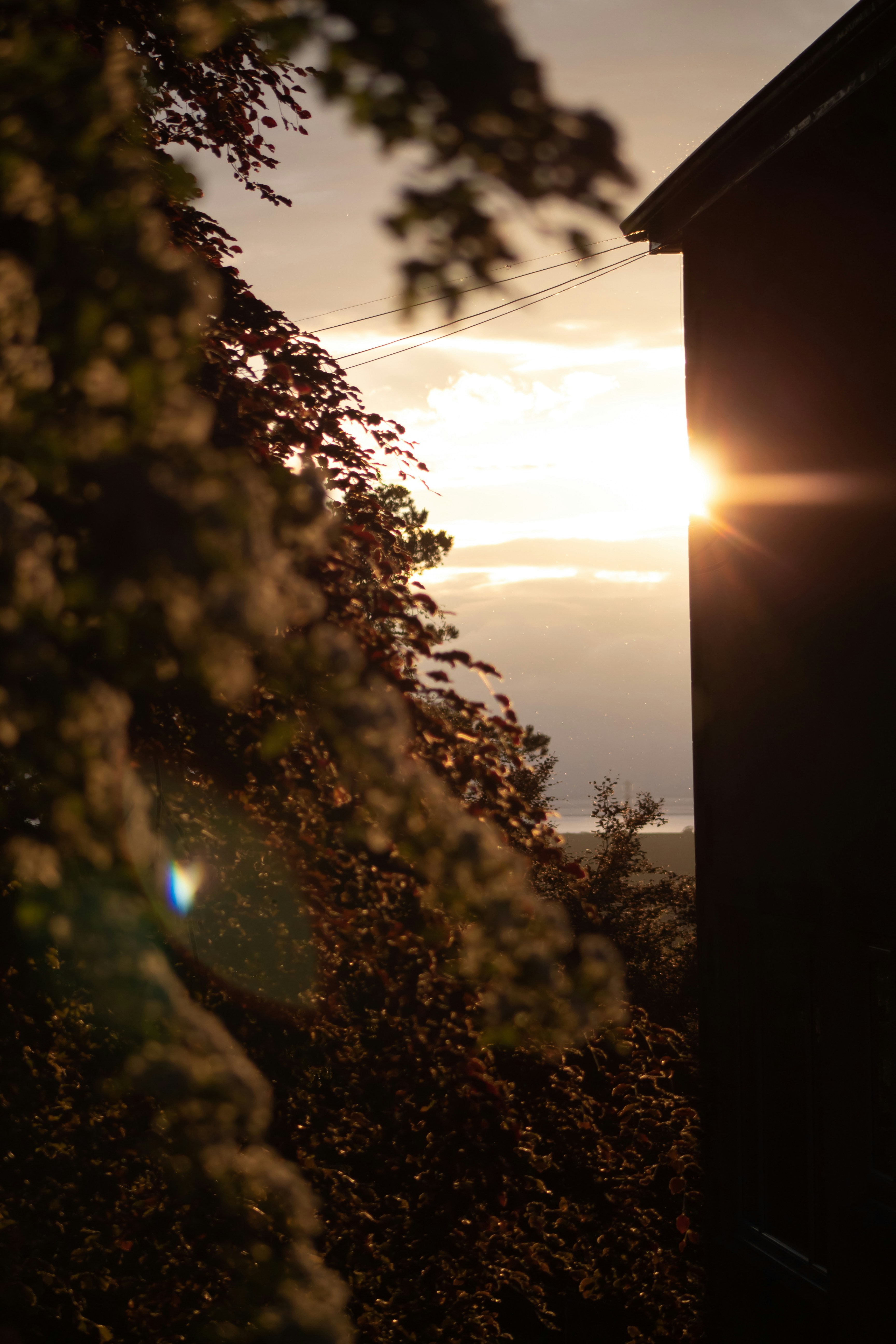 the sun shines brightly through the leaves of a tree
