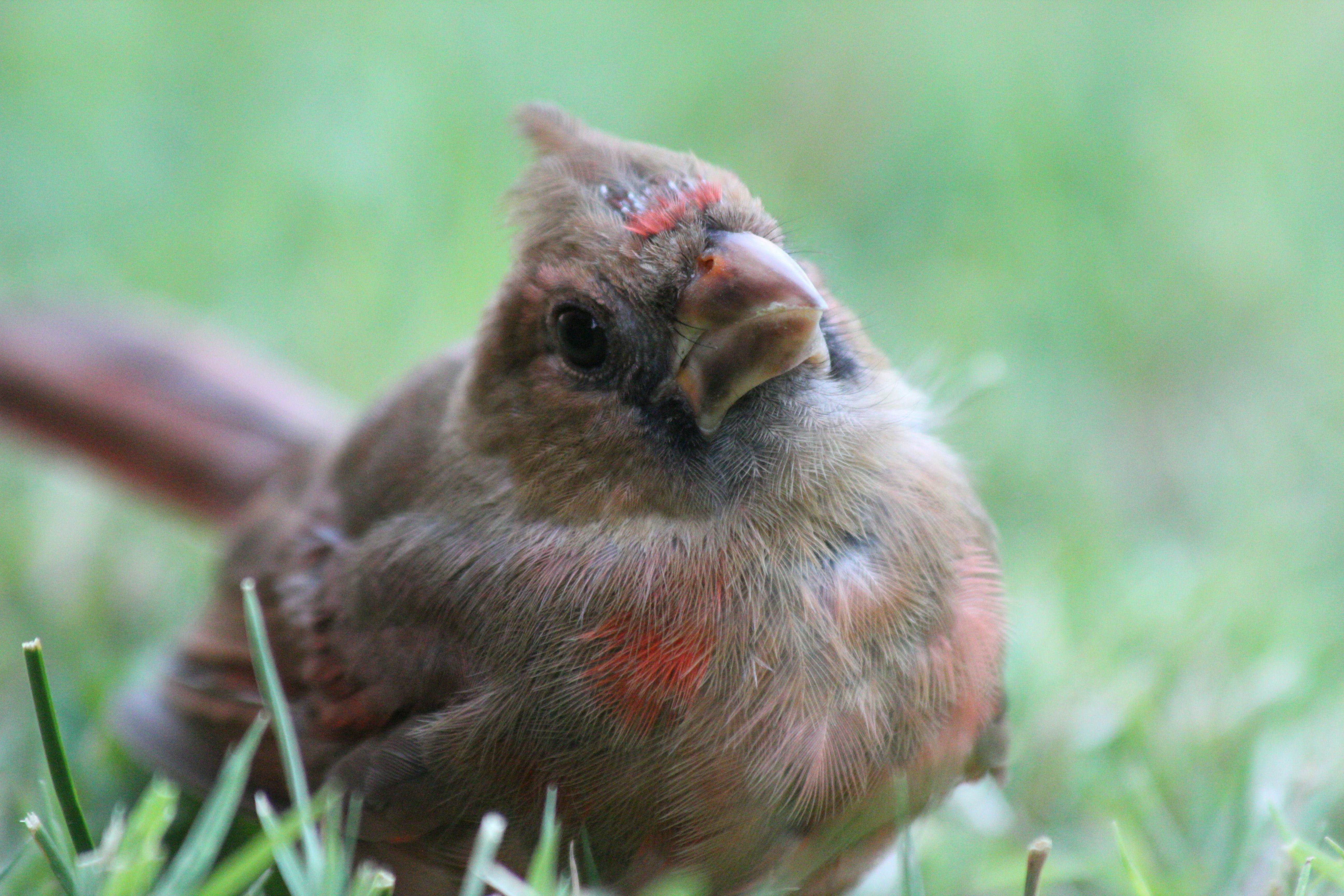 Photo by krazekatlady