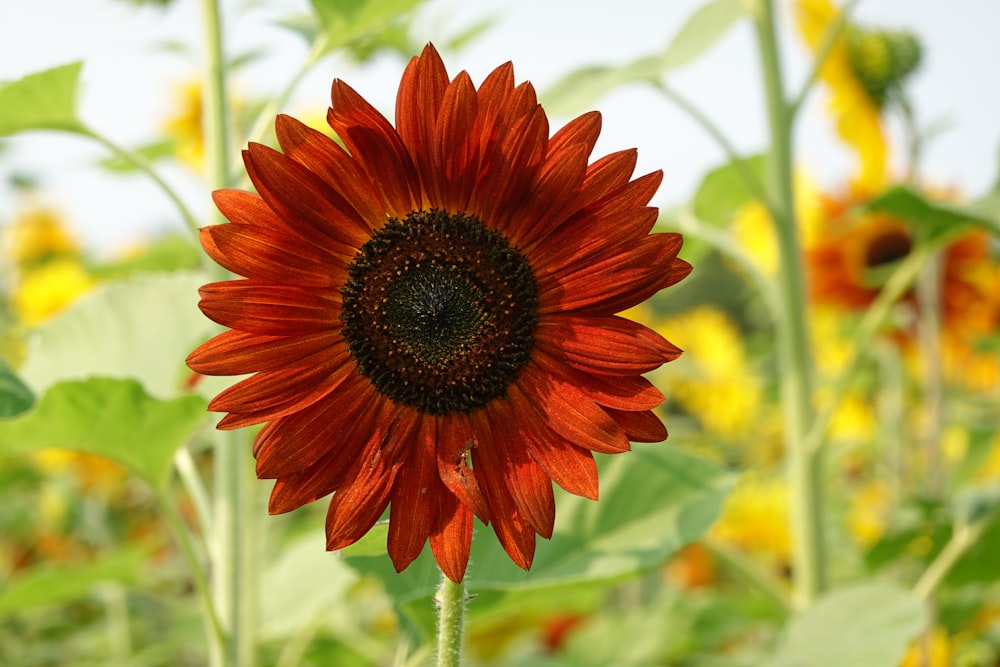 a large red sunflower in a field of sunflowers