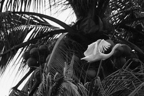 A monochromatic image of a large bird, possibly a heron or egret, in flight among palm tree fronds. The bird's wings are extended upwards, and its body is angled, suggesting a recent takeoff or landing. In the background, clusters of coconuts hang from the palm tree, and the overall composition is a mix of sharp lines from the palm leaves and the soft curves of the bird’s wings.
