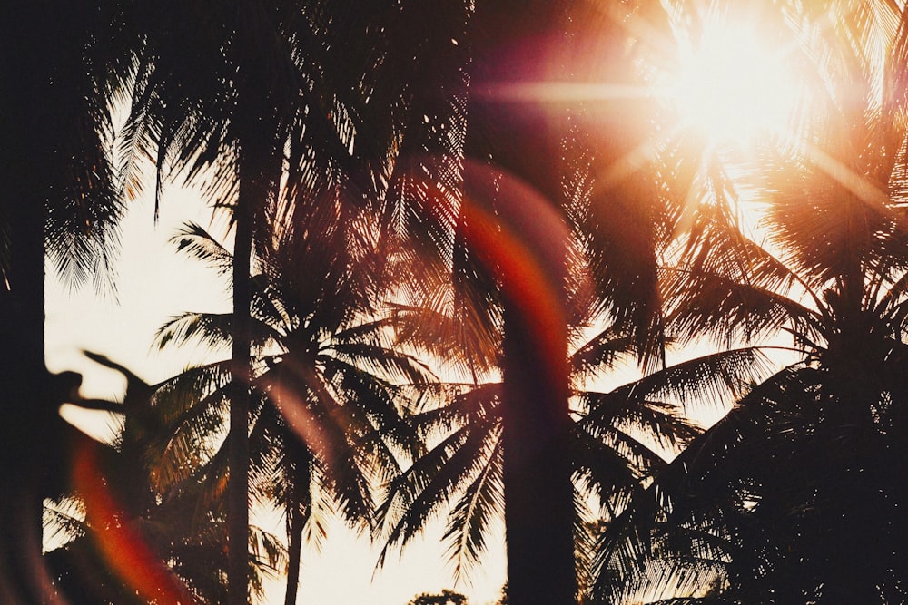 the sun is shining through the palm trees