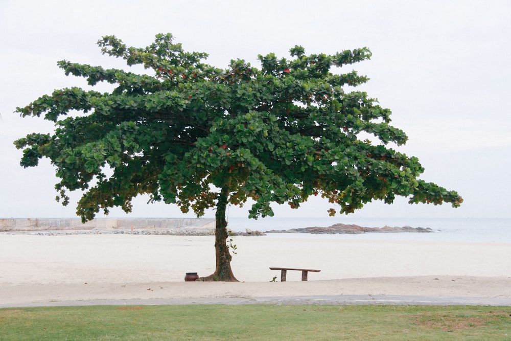 a bench under a tree on a beach