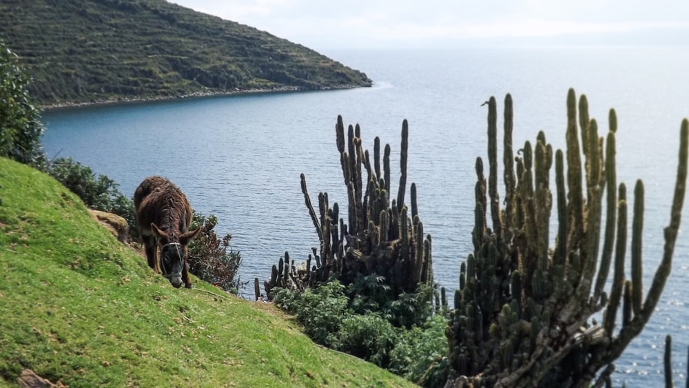 a goat grazing on grass next to a body of water