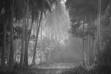 A mysterious misty forest scene evoking rahasya vibes