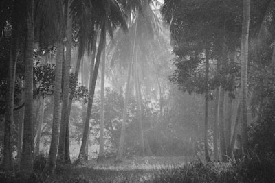 A mysterious misty forest scene evoking rahasya vibes