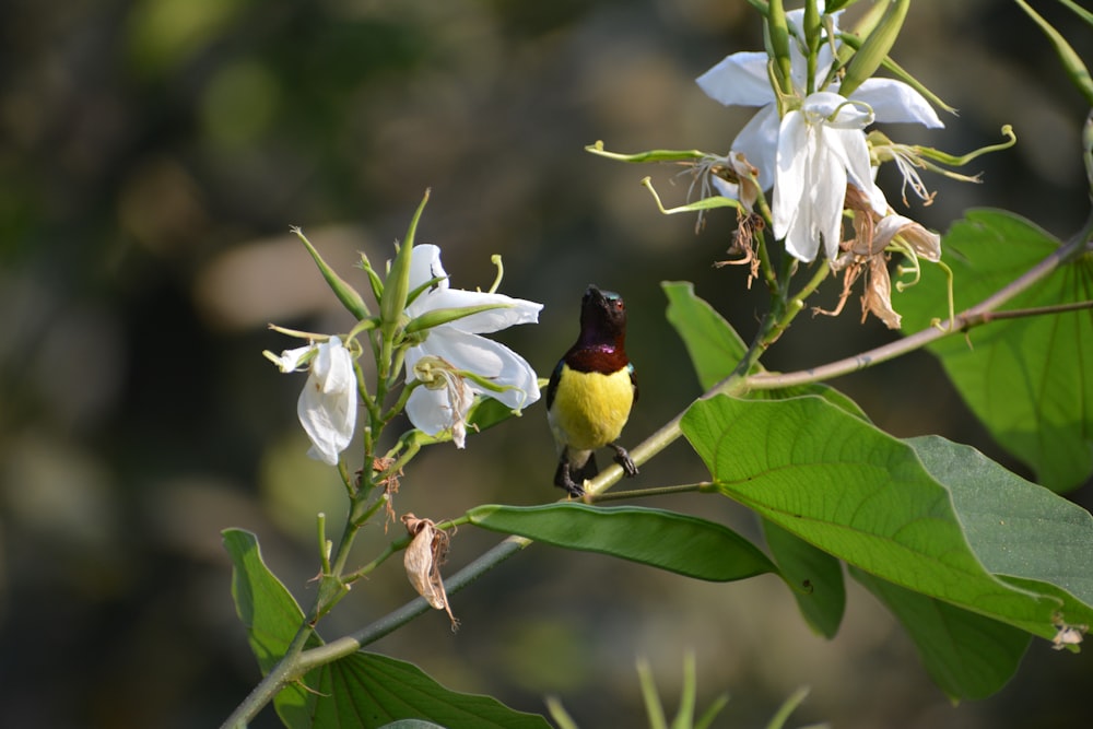 a small bird perched on a branch of a tree