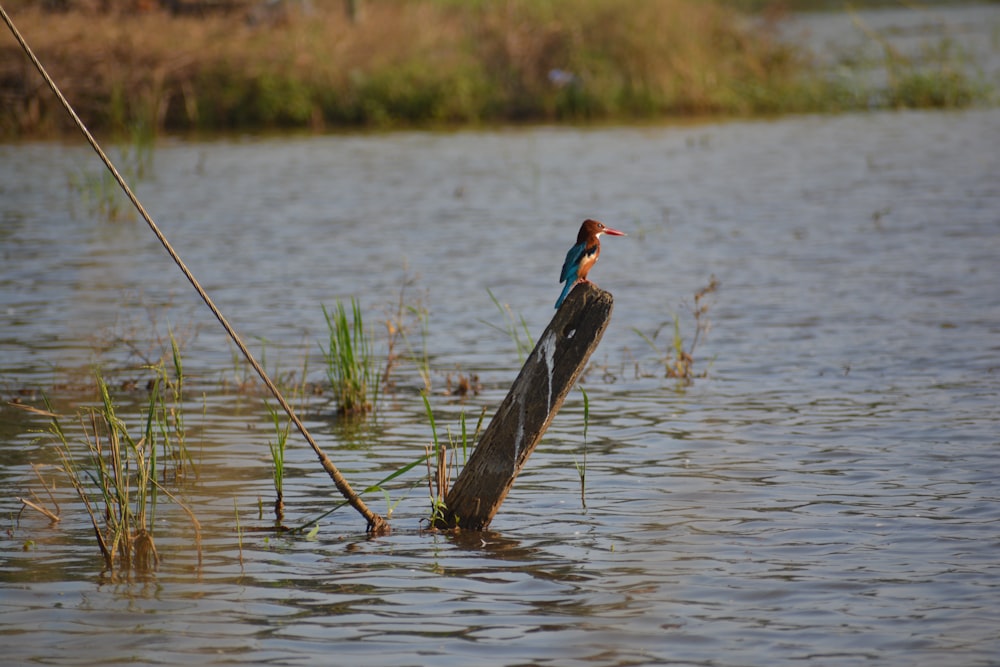a bird perched on a log in the water