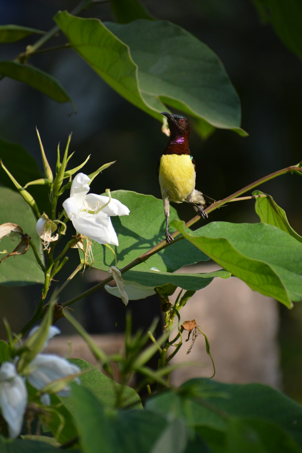 a small bird perched on a branch of a tree