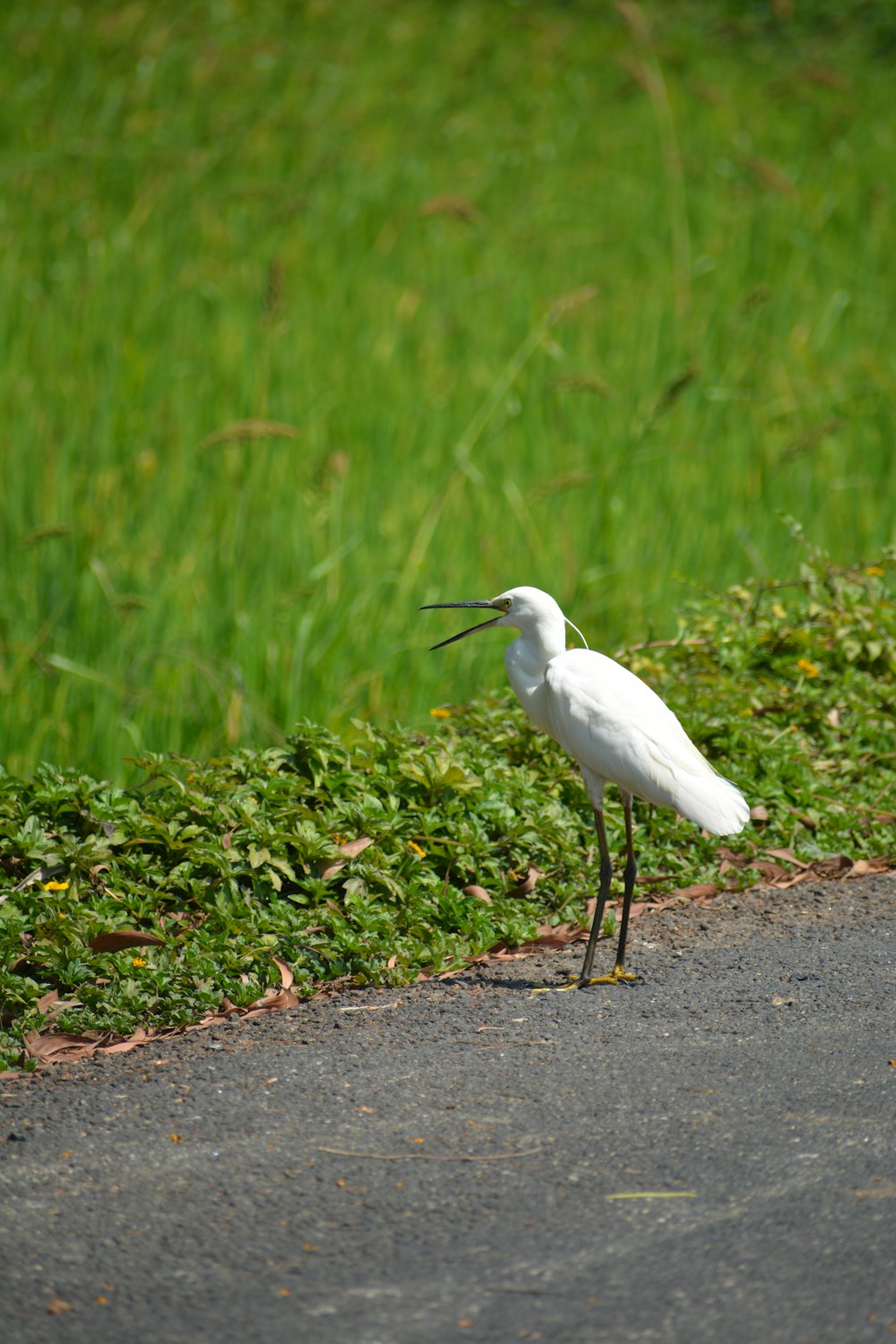 a white bird standing on the side of a road