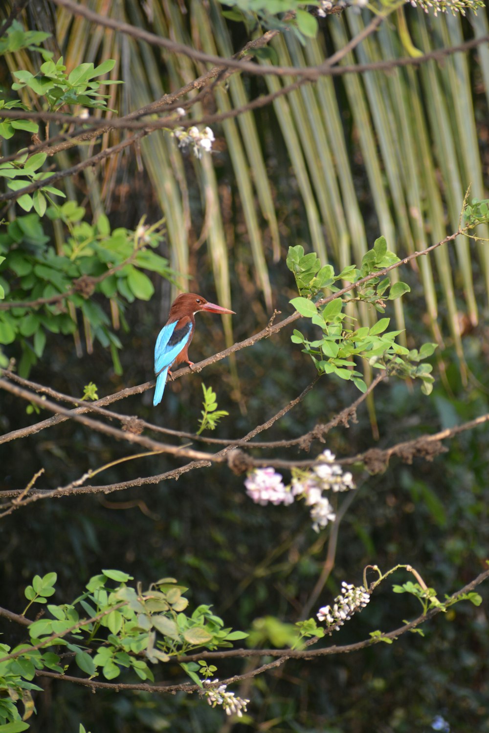 a blue bird sitting on top of a tree branch