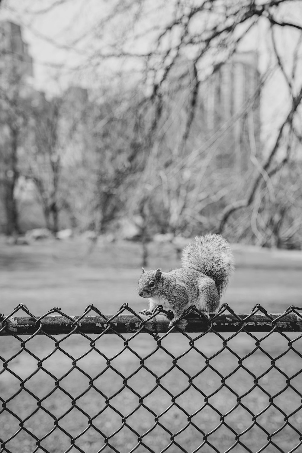 a squirrel sitting on top of a chain link fence
