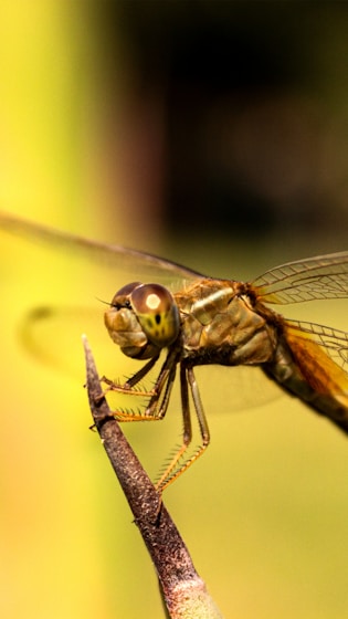 Close‑up of a dragonfly perched on a twig
