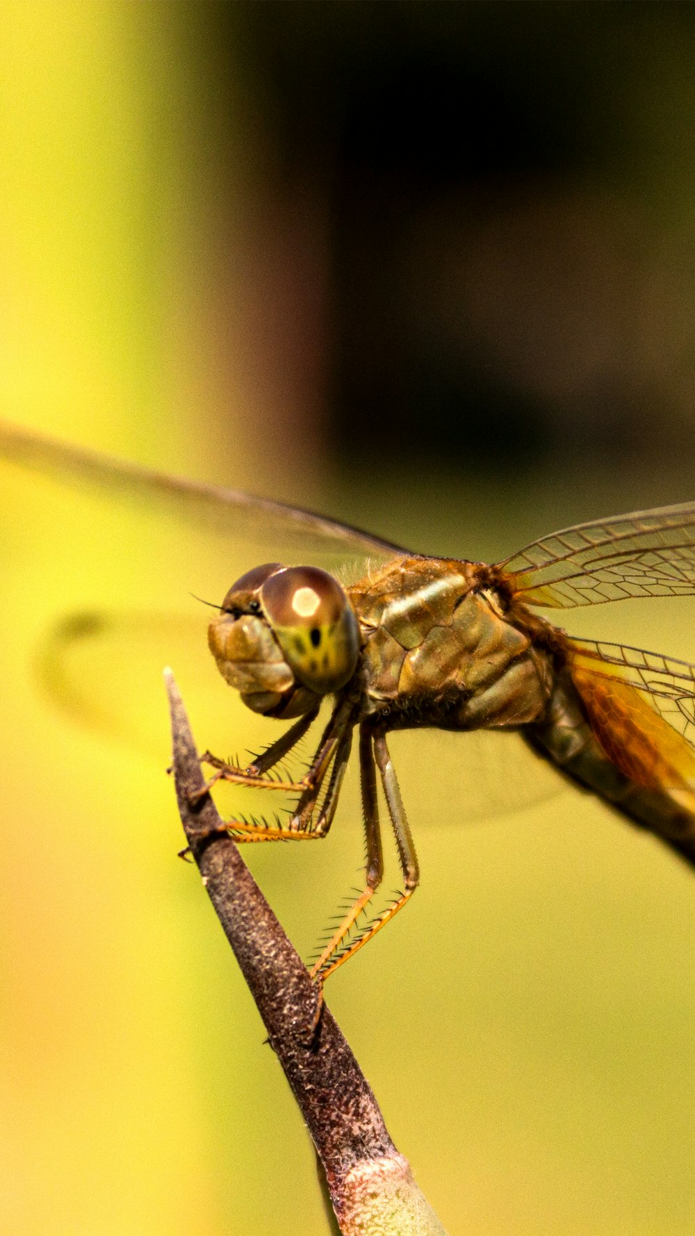 a close up of a dragonfly on a twig