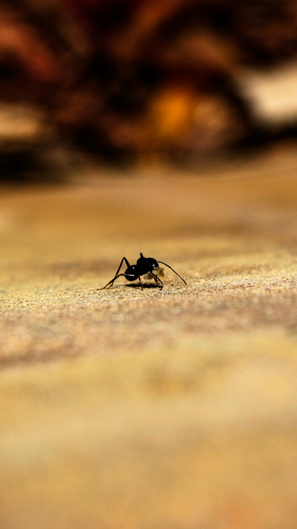 a close up of a bug on the ground