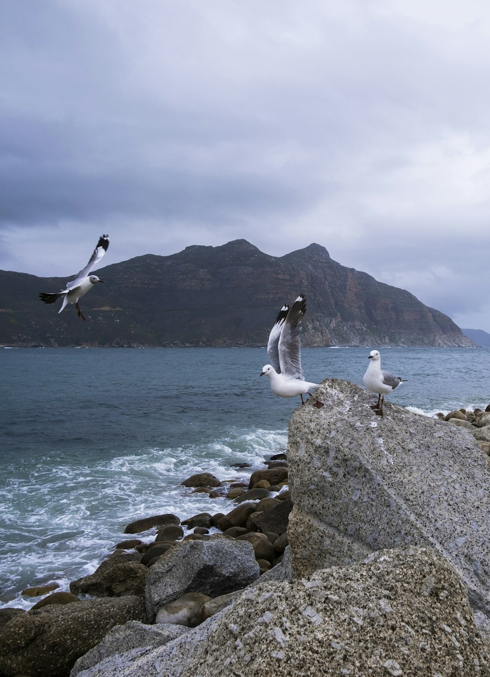 a group of seagulls sitting on top of a rock near the ocean