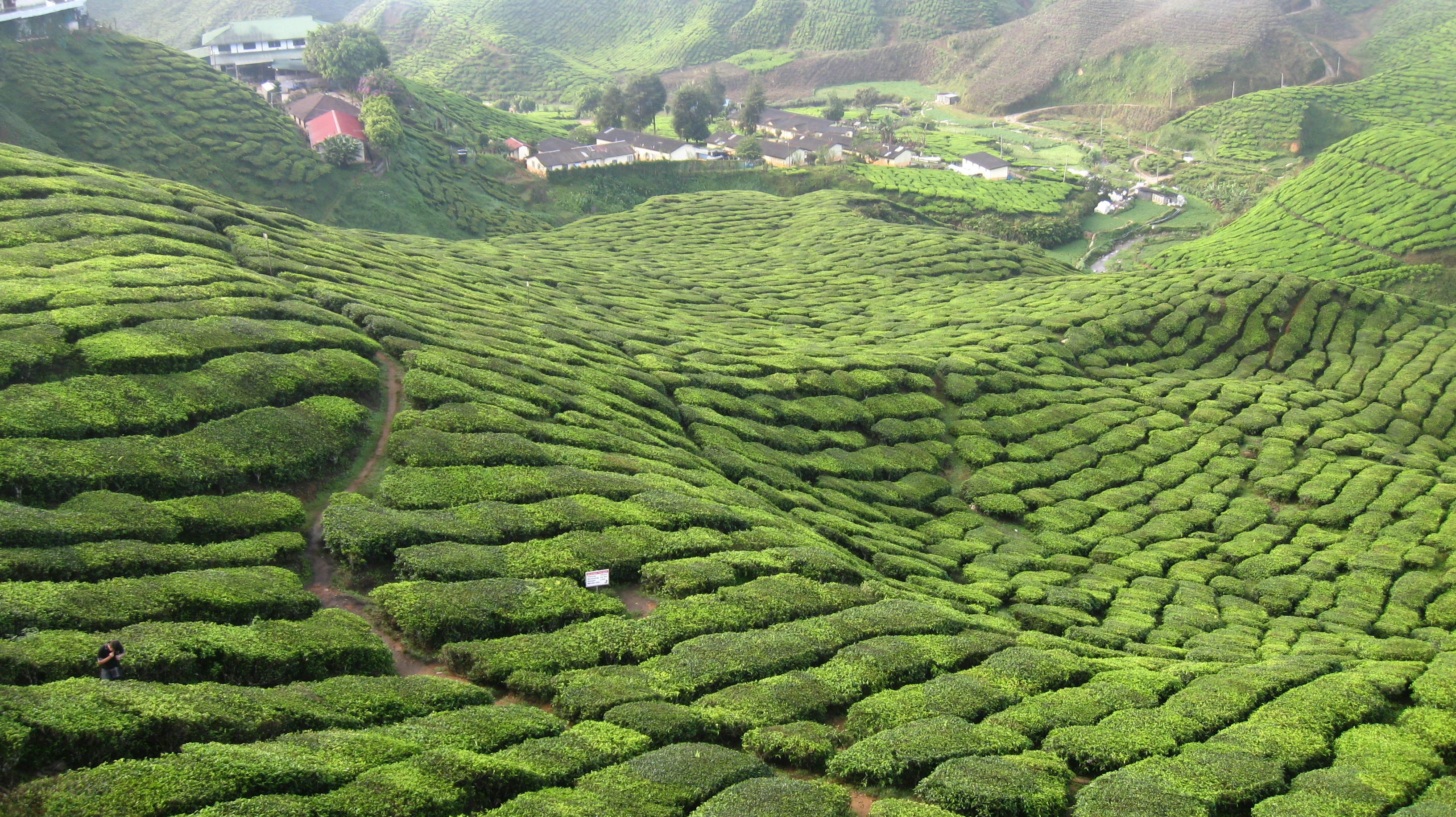 a lush green hillside covered in lots of bushes, Cameron Highland