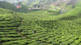 a lush green hillside covered in lots of bushes