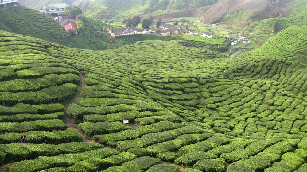 a lush green hillside covered in lots of bushes