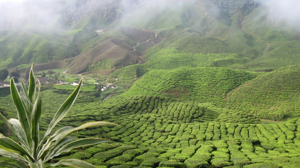 ein üppiger grüner Hügel, der mit vielen Teebüschen bedeckt ist