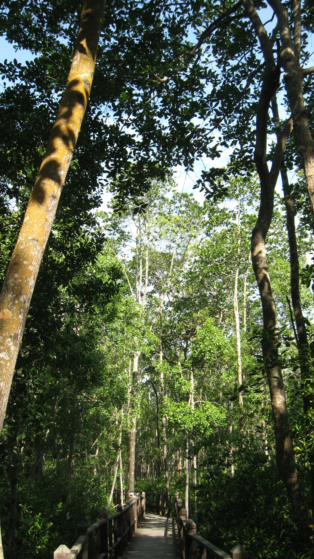 a wooden walkway in the middle of a forest