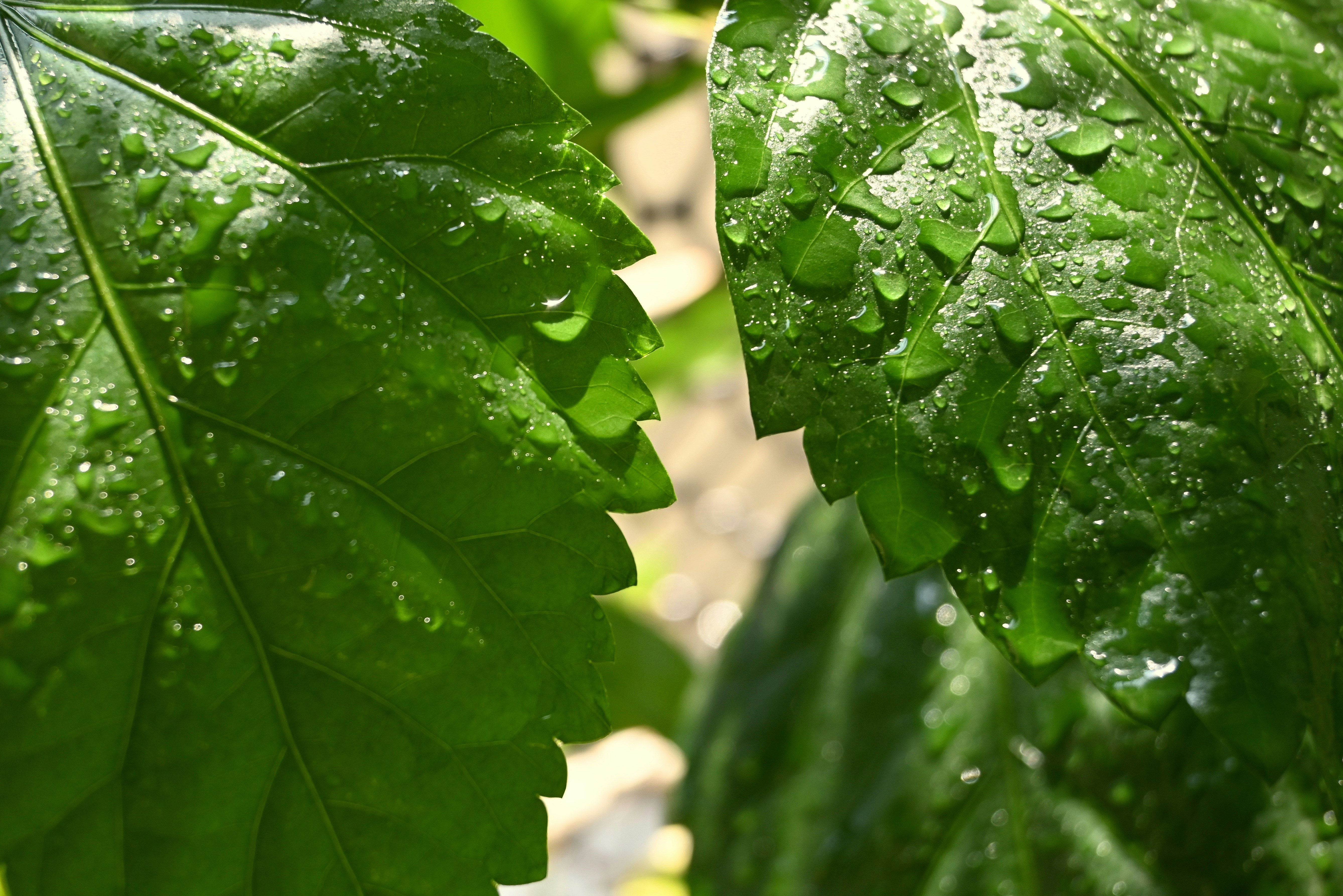 Photo by skypeople101