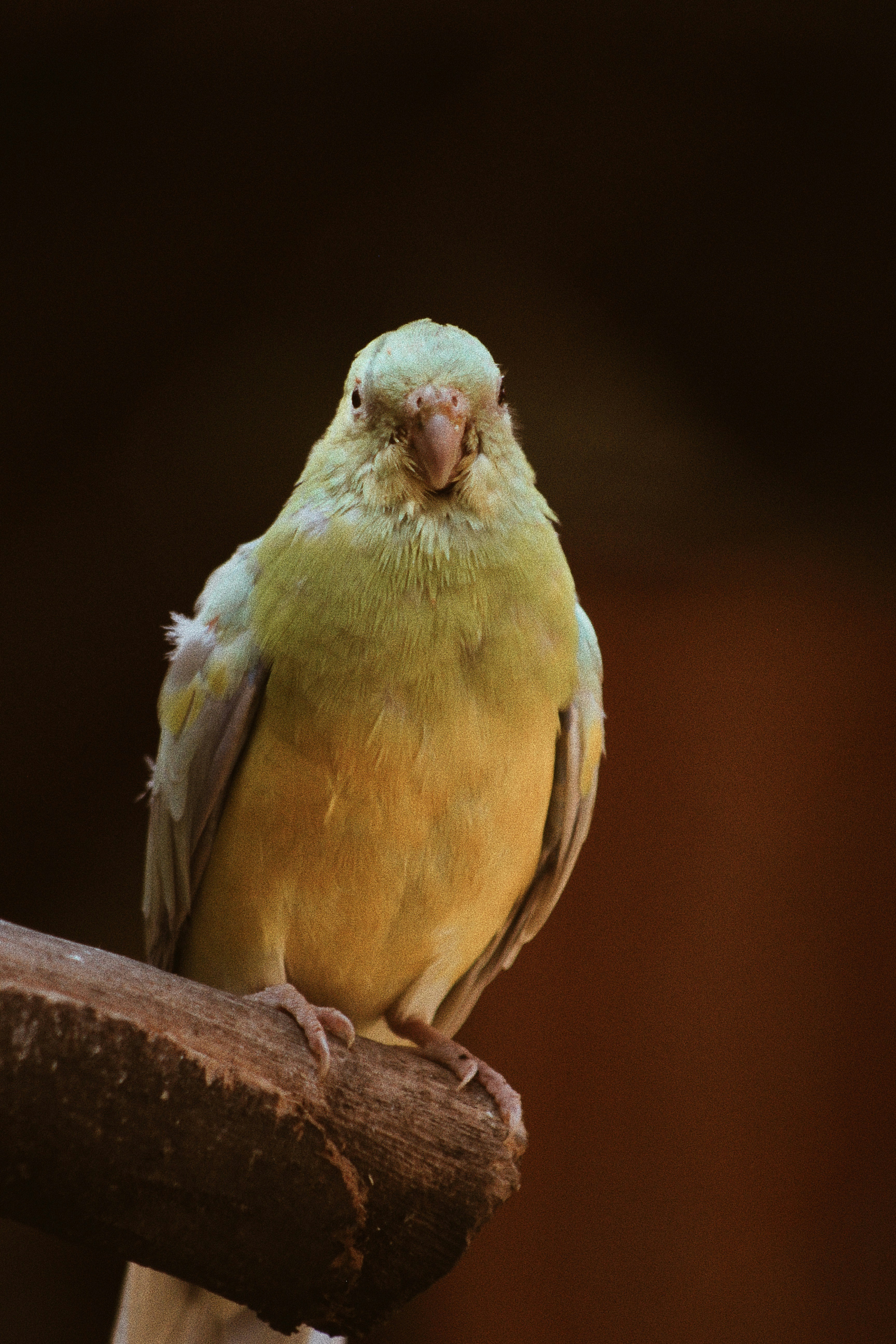 a yellow and green bird sitting on a branch