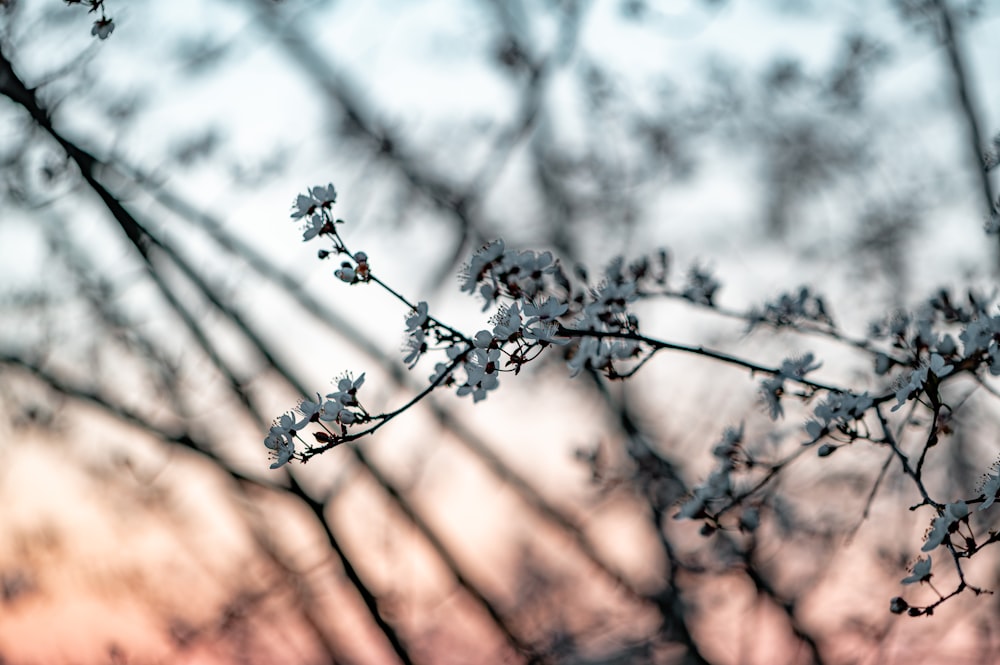 a close up of a tree branch with snow on it