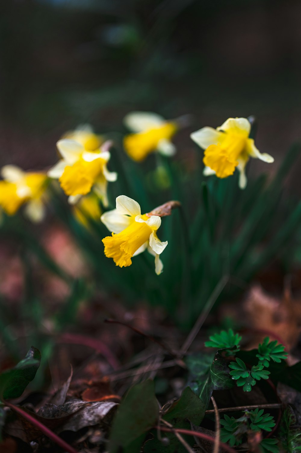 a group of yellow flowers sitting on top of a forest floor