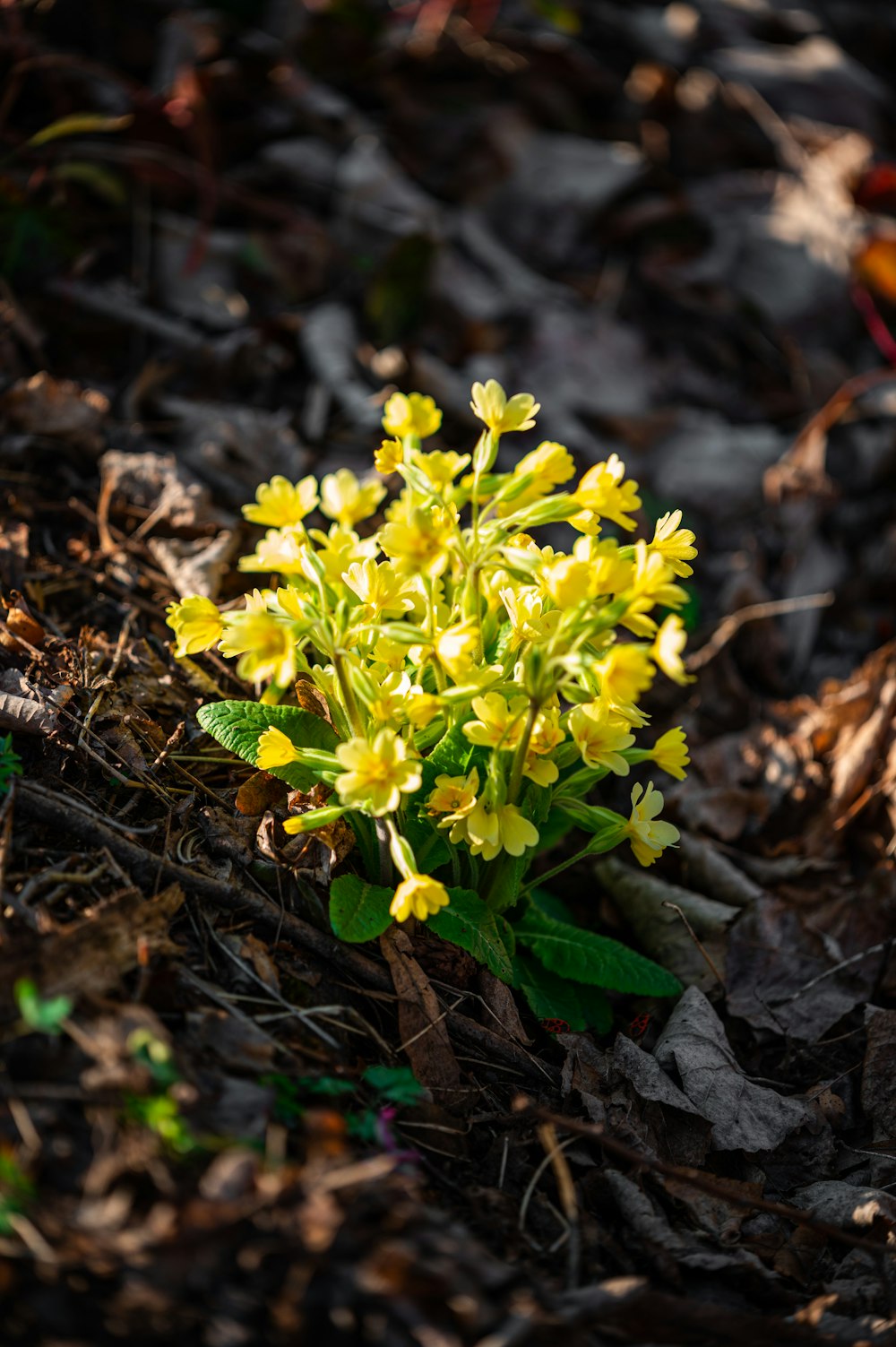 a small yellow flower sitting on the ground