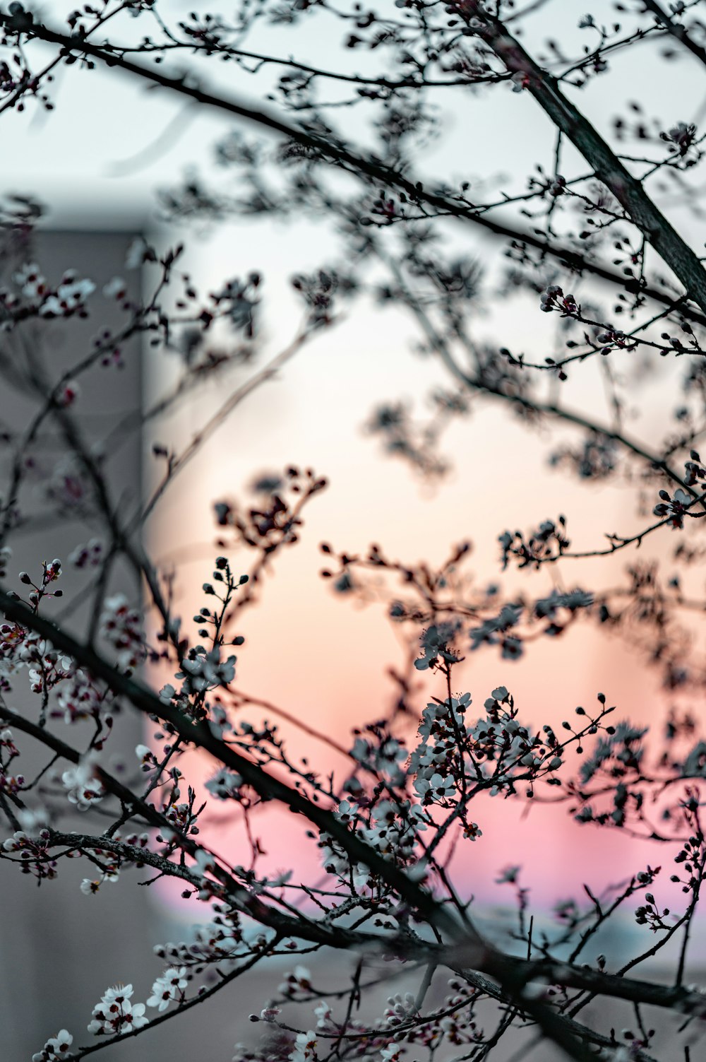 a branch with small white flowers in front of a building