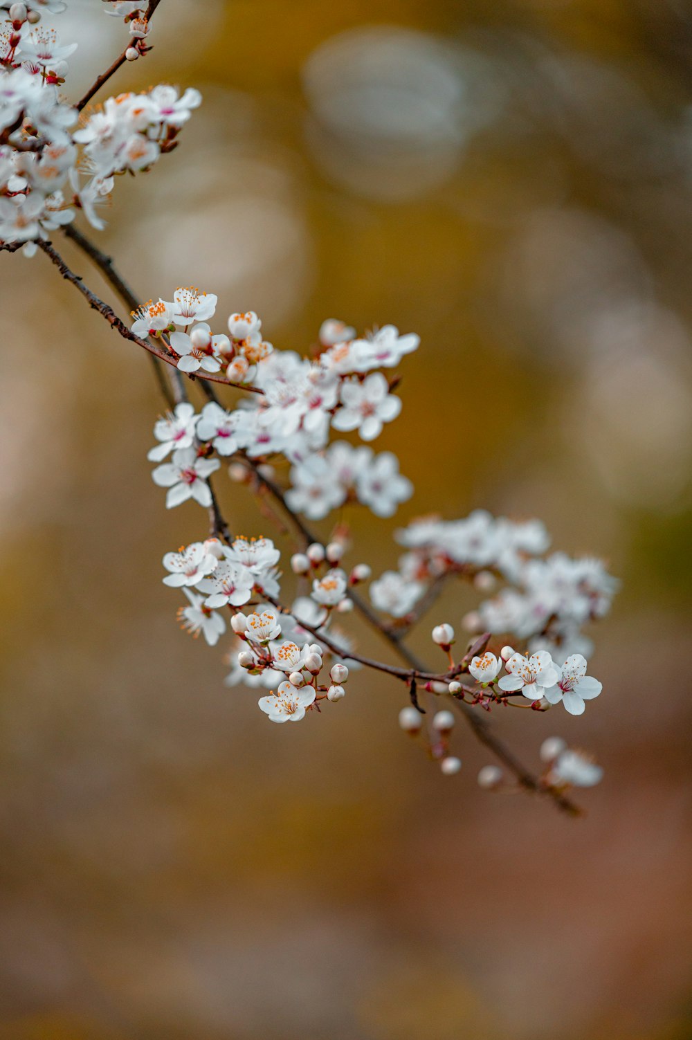 a branch with white flowers in a blurry background