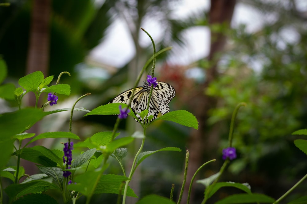Una farfalla che è seduta su una pianta