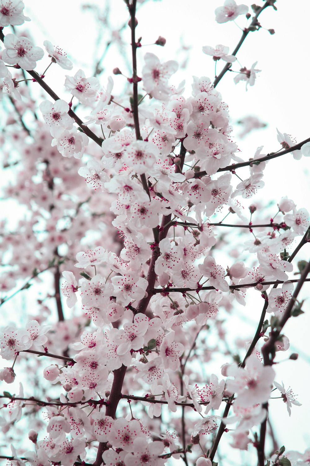 a close up of a tree with pink flowers