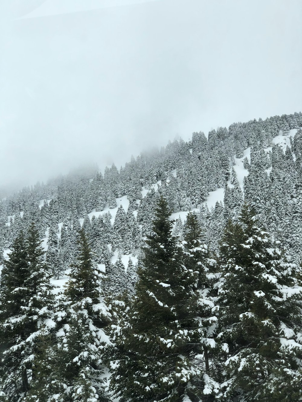 ein schneebedeckter Berg mit immergrünen Bäumen im Vordergrund