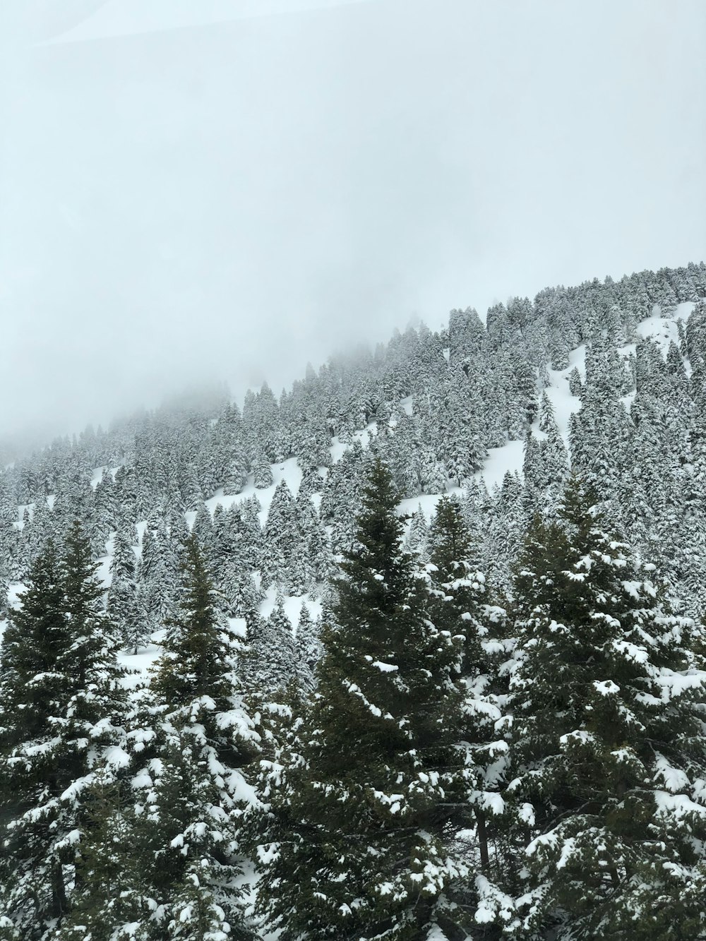 Une montagne enneigée avec des arbres à feuilles persistantes au premier plan