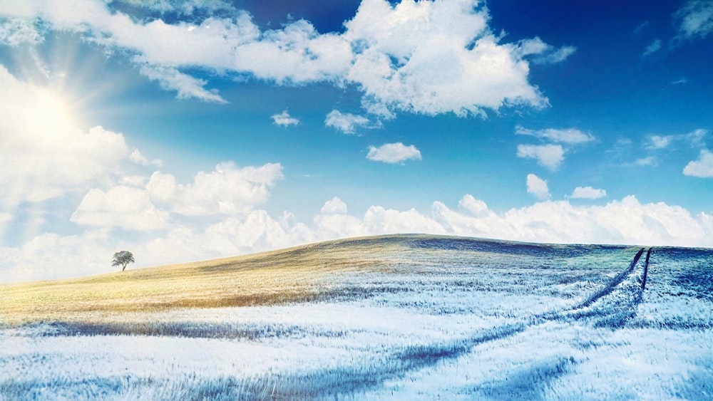 a lone tree on a grassy hill under a blue sky